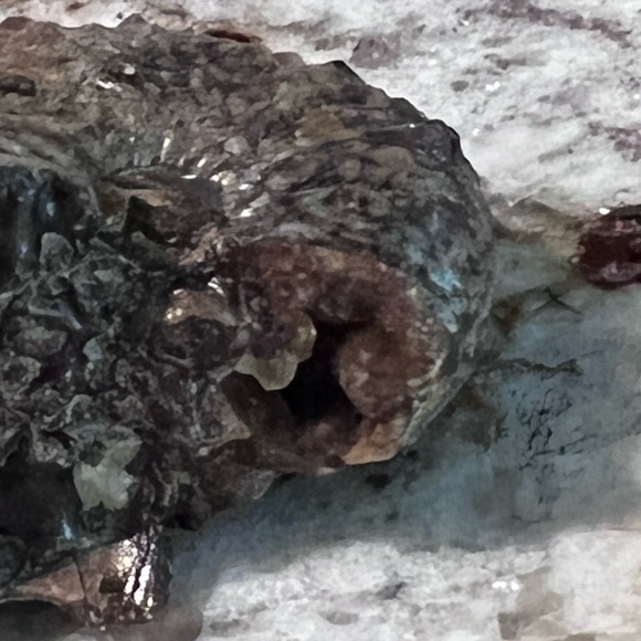 Ammonite, fossil, craft fossil, natural ammonite fossil, ammonite specimen. - Picture 9 of 9